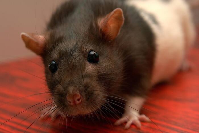 NEW REPORT: Here is Florida’s most rat-infested city