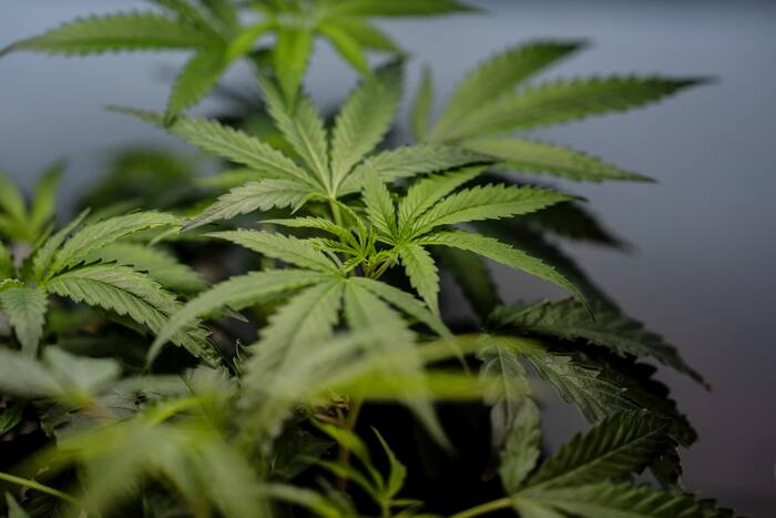 clickorlando.com - Gene Johnson - DEA approvals could bring big tax benefits for medical marijuana businesses