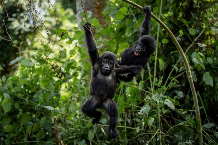 Ugandans plant trees near national park to keep people out of gorillas ...