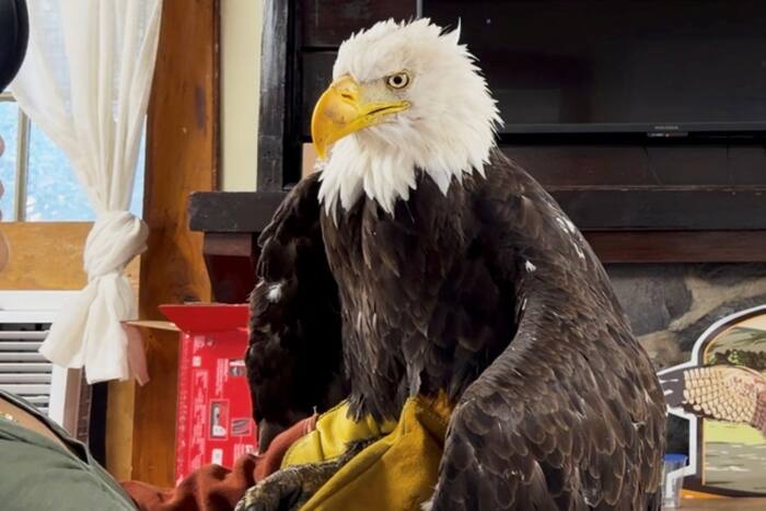 Bald-Eagle_Jackie_California