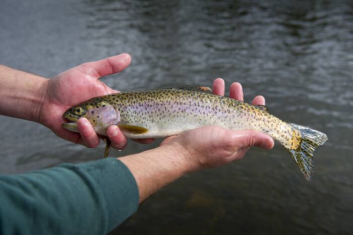Virginia DWR says recent fish stock loss will affect stocking ...