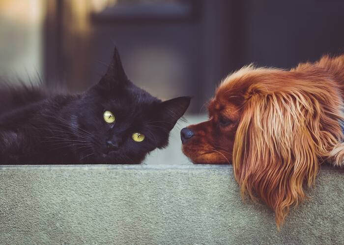 Consumer Reports: DIY tips to remove skunk odor from pets and prevent fleas and ticks