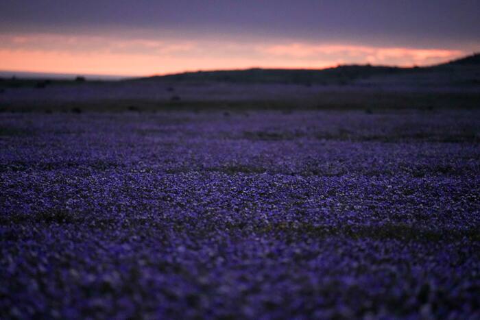 It's spring in the Southern Hemisphere and even Chile's Atacama Desert ...