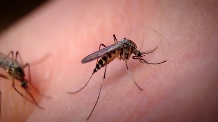 Osceola County launches aerial spraying to combat dengue fever risk