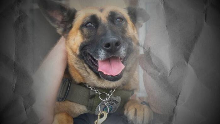 Northside ISD declined $7K surgery for police K9 Donna. Hours later, she was euthanized. K9 Donna was euthanized in August 2026, records show Copyright 2026 by KSAT - All rights reserved.
