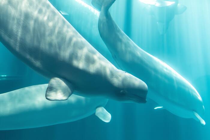 Another beluga whale dies at Chicago aquarium after rescue mission from ...