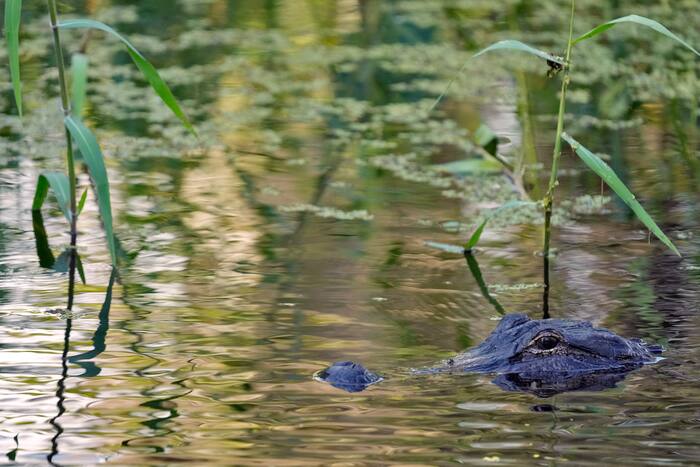 Florida Fisherman, 71, Killed by 12-Foot Alligator at Lake Apopka