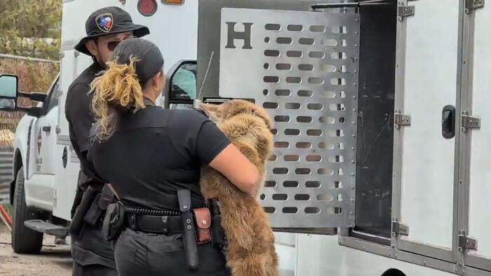 Woman accused of transporting dogs in connection with animal cruelty case at Southeast Side home, ACS says