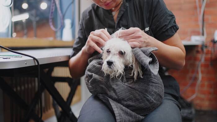 Hometown’s Best: Nominate your favorite Southwest Virginia pet care business in ...