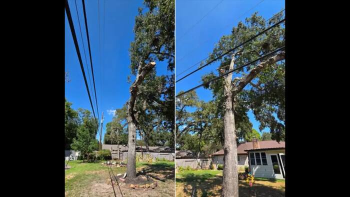 CenterPoint tree trimming sparks debate after Cypress homeowner shares ...