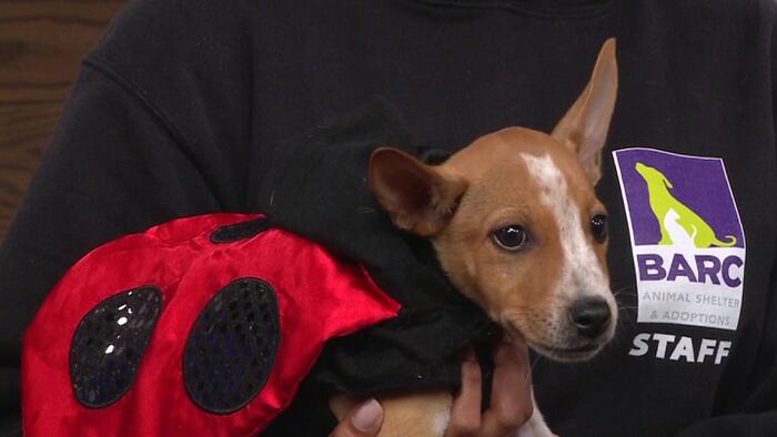 Happy Barc-O-Ween! How find you new furry family member this weekend ...