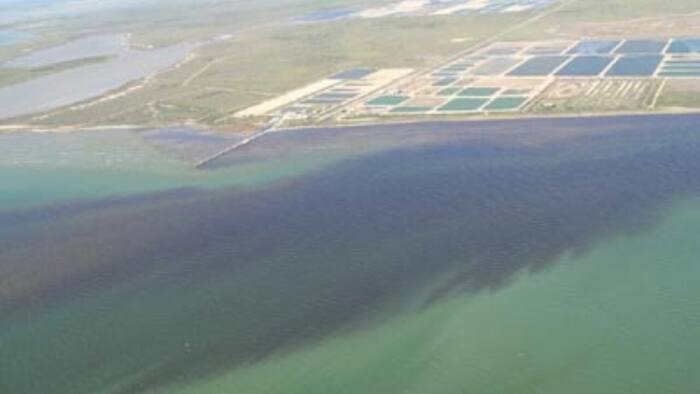 Red tide detected near Crystal Beach on Galveston County’s Bolivar ...