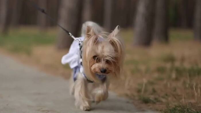 Halloween pet safety: VEG ER for Pets helping keep your furry friends safe this spooky season