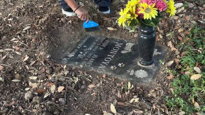 Wild hogs suspected of destroying graves at Mission Burial Park on South Side
