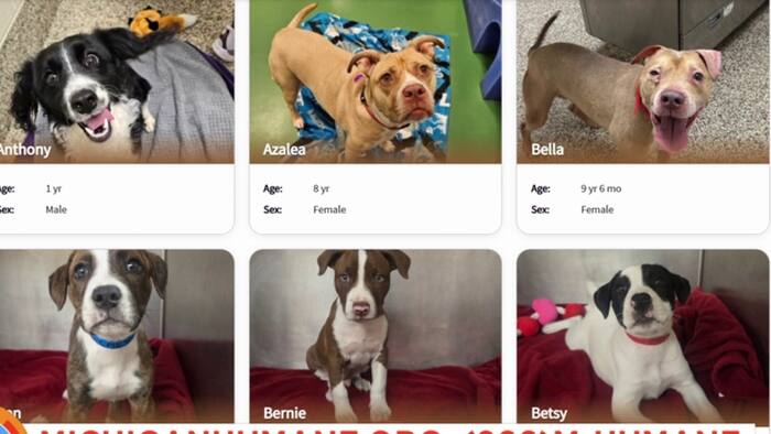 Michigan Humane seeks forever home for 50+ dogs