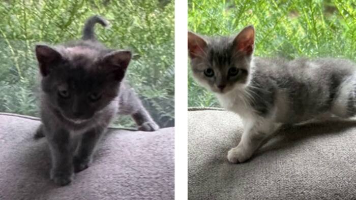 Pet of the Week: Meet Dolly & Dean!