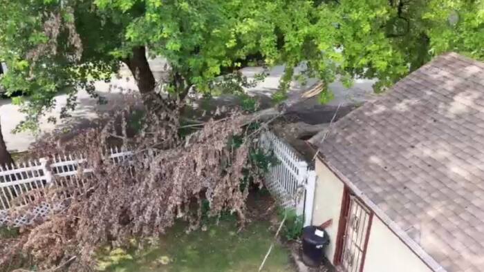 Detroit homeowner says she waited weeks for storm-damaged tree cleanup — until Local 4 called