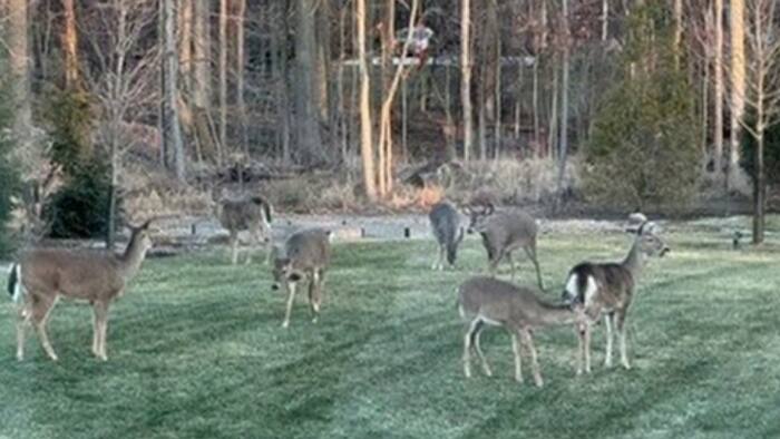 Bloomfield Township hires USDA biologist to tackle growing deer problem