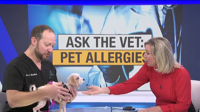 Ask the vet: What pet parents need to know about allergies