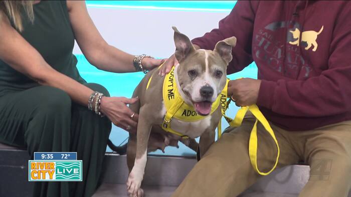 Passion 4 Pets: Maya is looking for her furever home