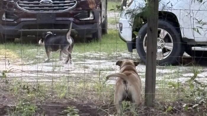 Putnam County residents raise safety concerns over abandoned dogs ...