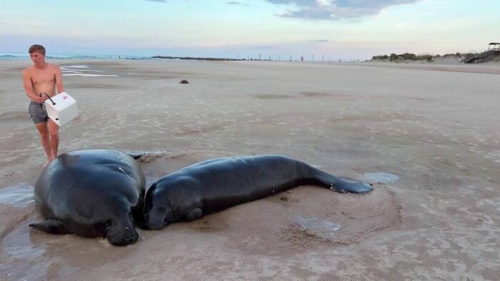 2 manatees rescued after beaching near New Smyrna Dunes Dog Beach