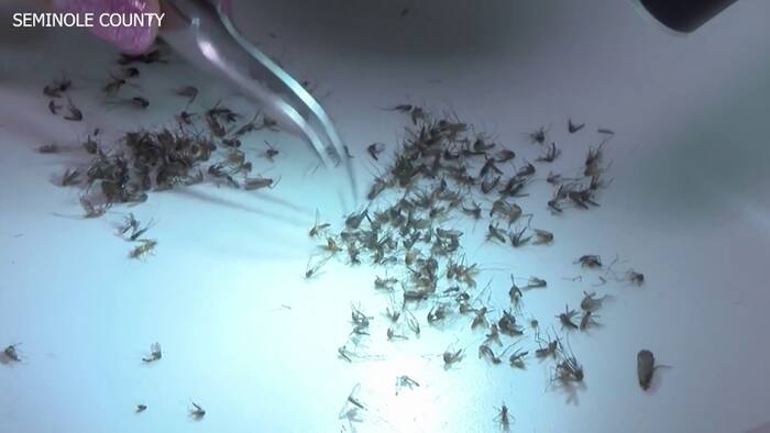 Seminole County confirms locally acquired dengue fever case in Winter ...