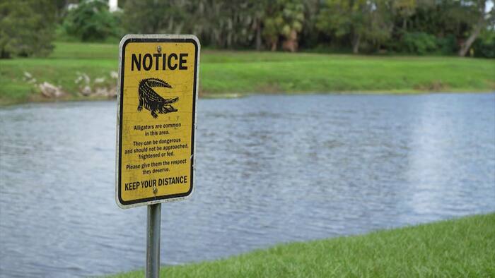 Alligator attacks spur Florida tech group to develop detection system