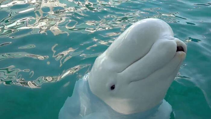 30 beluga whales get a second chance after facing euthanasia