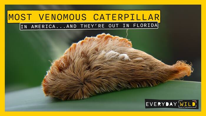 🐛Southern flannel moth caterpillar: The fuzzy Florida caterpillar that stings