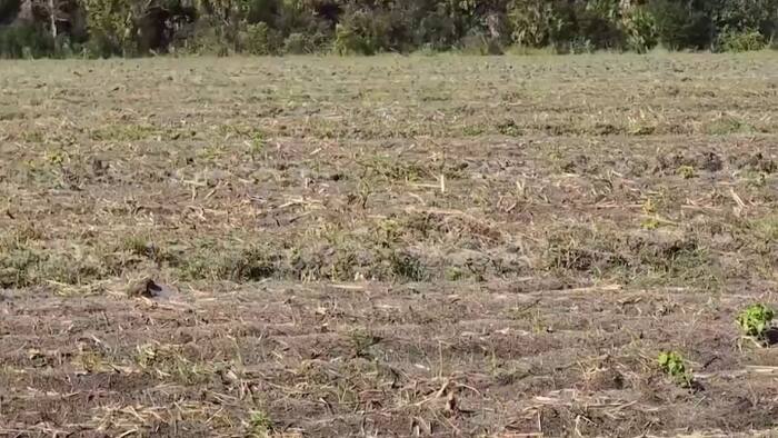 Bunnell ‘Project Butterfly' landfill proposal scrapped amid local pushback