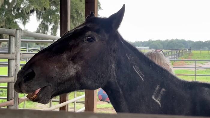 How can a protected wild mustang end up in a kill pen? Sumter County rescue explains the gap in federal protections
