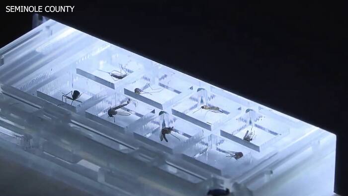 Seminole County ramps up mosquito control amid dengue fever concerns