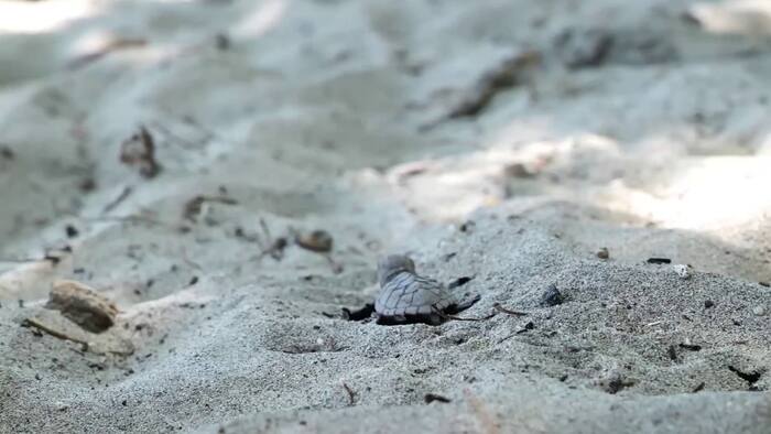 FWC urges beachgoers not to touch turtle hatchlings washed onto shore