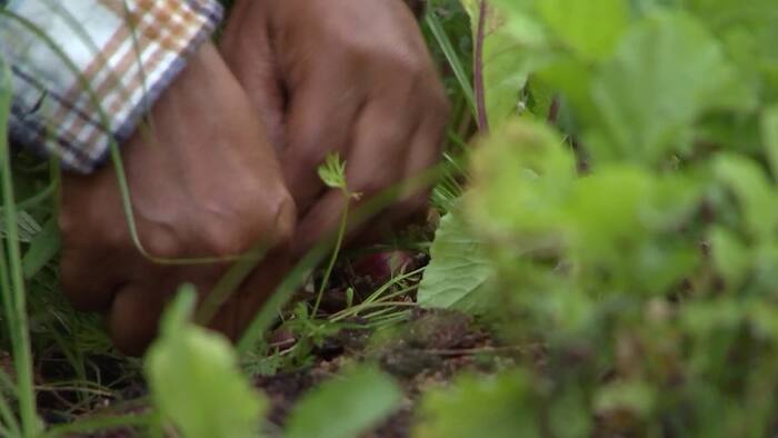 clickorlando.com - Paul Giorgio - Backyard farming movement takes root in Central Florida