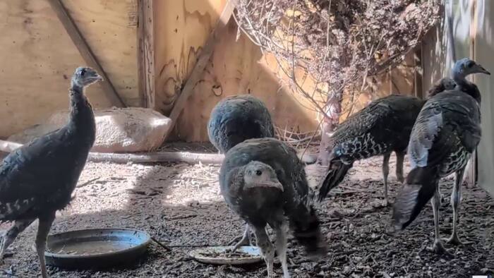 John Carlin's Outdoors | Re-populating Turkeys in Southside Virginia