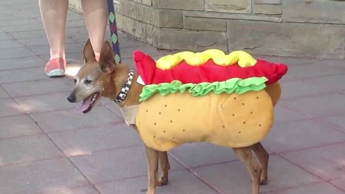 How to keep your pets safe this Halloween