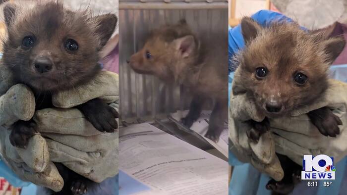 WATCH: John Carlin’s Outdoors | Red foxes released back into wild in ...