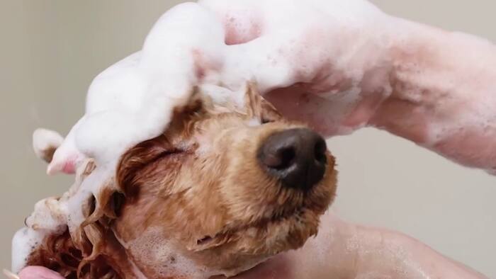 Consumer Reports: DIY tips to remove skunk odor from pets and prevent ...