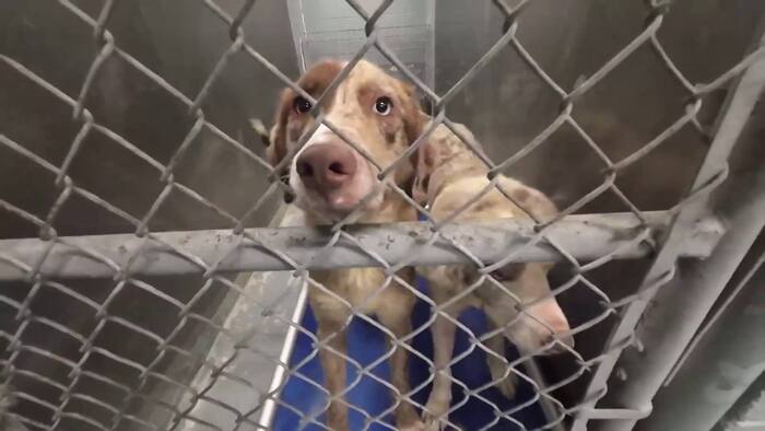 Wythe County dog shelter issues code red as capacity reaches critical ...