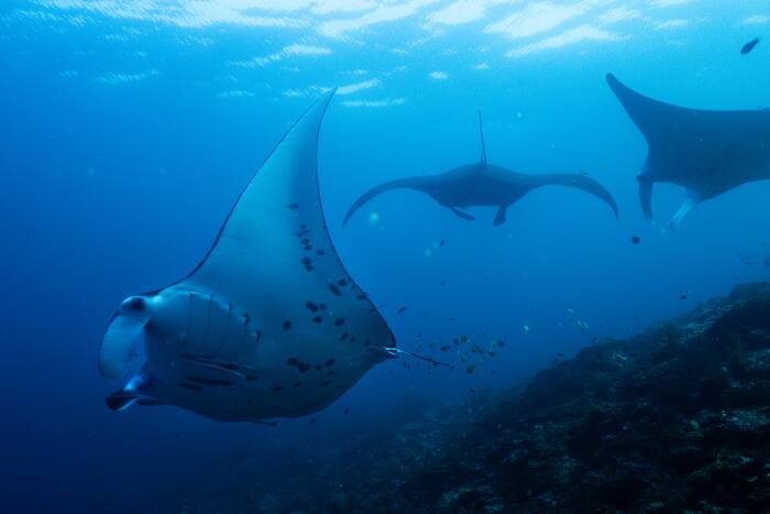 Nations falling short on nature funding ahead of UN biodiversity summit