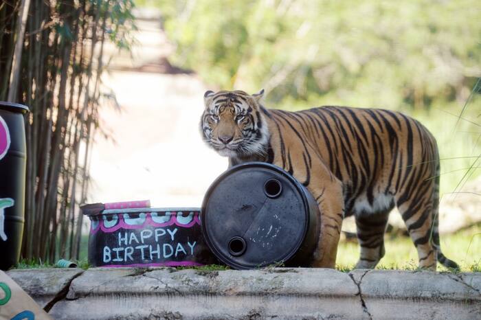 Disney’s Animal Kingdom Sumatran tiger Bakso turns 2, heads to new zoo