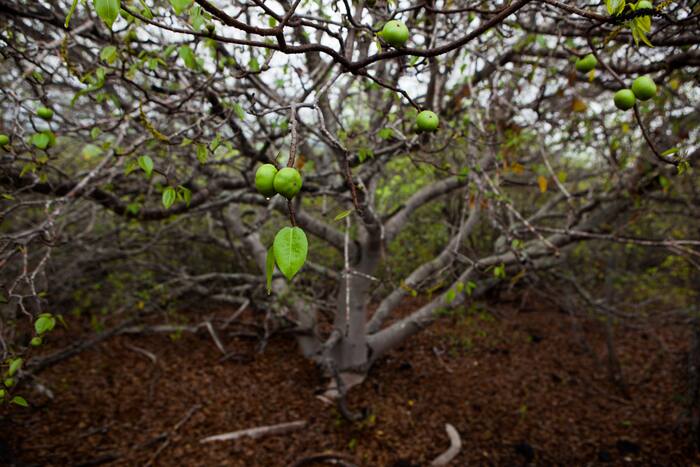 The world’s most dangerous tree lives in Florida. Here’s how it can kill you