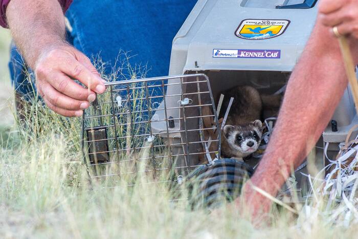 No black-footed ferrets found in Meeteetse reintroduction area