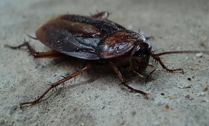 Roaches galore: 12 more Central Florida eateries shut down over health issues