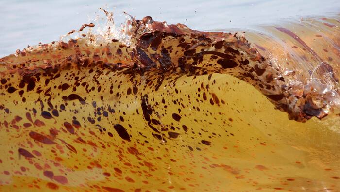 Marine life populations in Gulf of Mexico fell 60% after BP spill