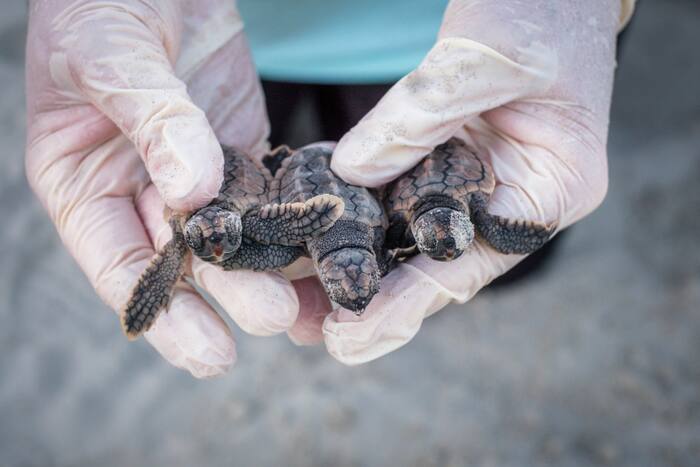 Georgia records 4,292 loggerhead sea turtle nests