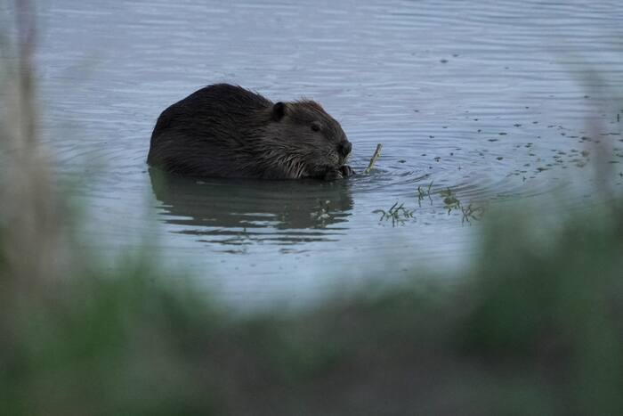 Beaver dams deployed to fight drought across US West