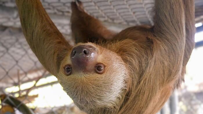 WATCH LIVE: Congressman Maxwell Frost to introduce federal legislation banning sloth imports