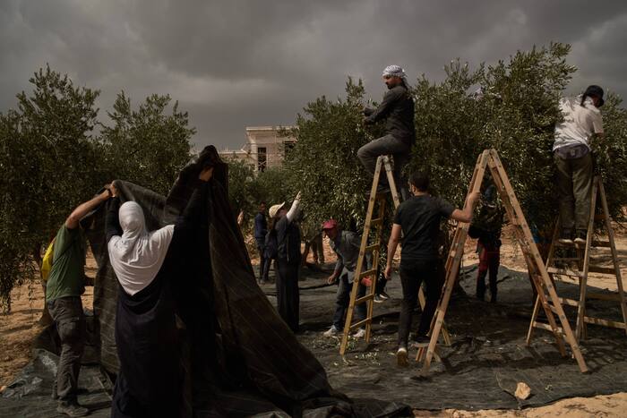 Israeli settlers torch cars and trees in West Bank villages, disrupting Palestinians’ olive harvest